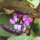 Helmbohne (Lablab purpureus) Samen