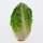 Romana-Salat Salatherzen Little Gem (Lactuca sativa) Samen