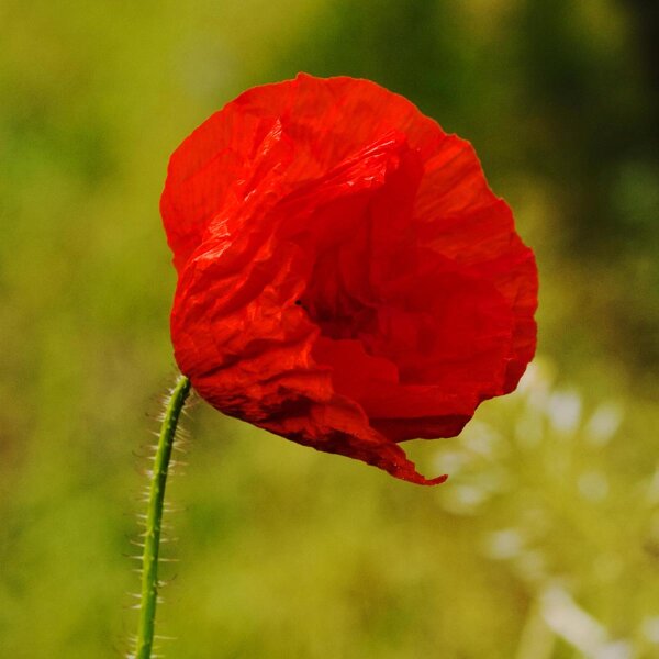 Klatschmohn (Papaver rhoeas) Samen