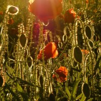 Klatschmohn (Papaver rhoeas) Samen