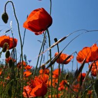 Klatschmohn (Papaver rhoeas) Samen