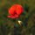 Klatschmohn (Papaver rhoeas) Samen