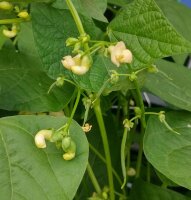Gelbe Wachsbohne Orinoco (Phaseolus vulgaris) Samen