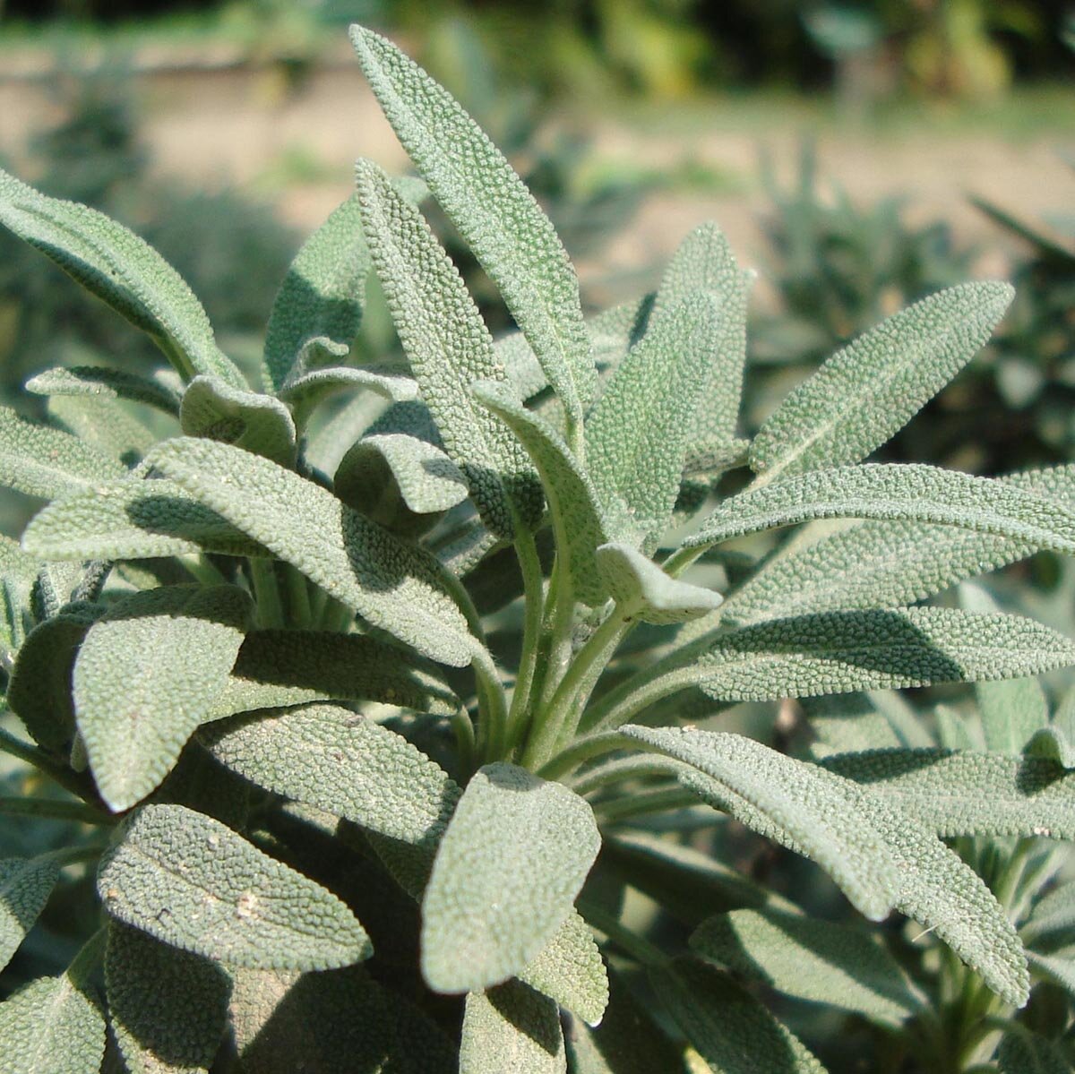 Spanischer Salbei Salvia Lavandulifolia Samen spanischer-salbei-salvia-lavandulifolia-samen