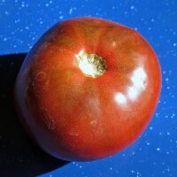 Schwarze Tomate Black Russian (Solanum lycopersicum) Samen