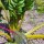 Gelber Mangold Bright Yellow (Beta vulgaris subsp. vulgaris) Samen