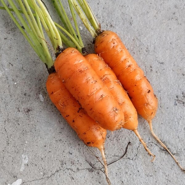 Lagerkarotte Berlicum (Daucus carota) Samen