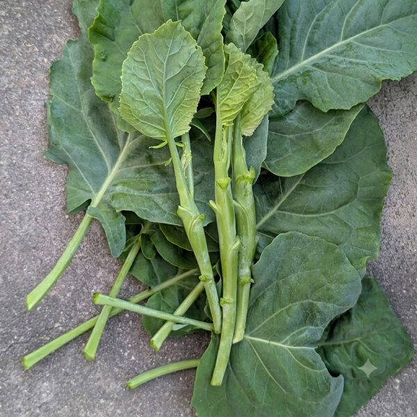 Chinesischer Brokkoli, Gai Lan (Brassica oleracea var. alboglabra) Samen