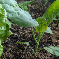 Chinesischer Brokkoli, Gai Lan (Brassica oleracea var. alboglabra) Samen