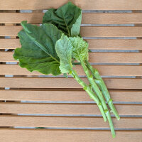 Chinesischer Brokkoli, Gai Lan (Brassica oleracea var. alboglabra) Samen