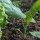 Chinesischer Brokkoli, Gai Lan (Brassica oleracea var. alboglabra) Samen