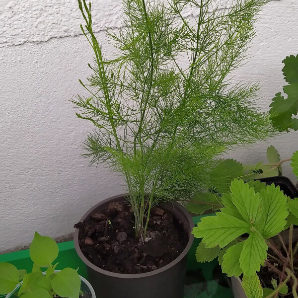 compo sana qualitts blumenerde inhaltsstoffe COMPO SANA Qualitts-Blumenerde kaufen