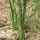 Grüner Spargel Mary Washington (Asparagus officinalis) Samen