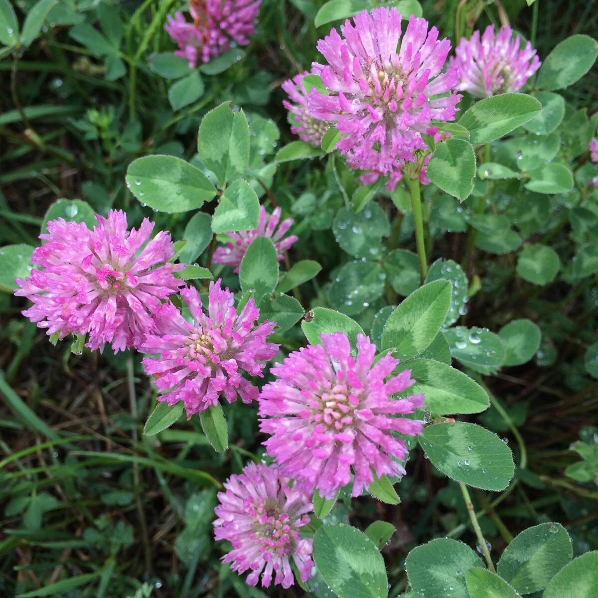 rotklee-trifolium-pratense-samen
