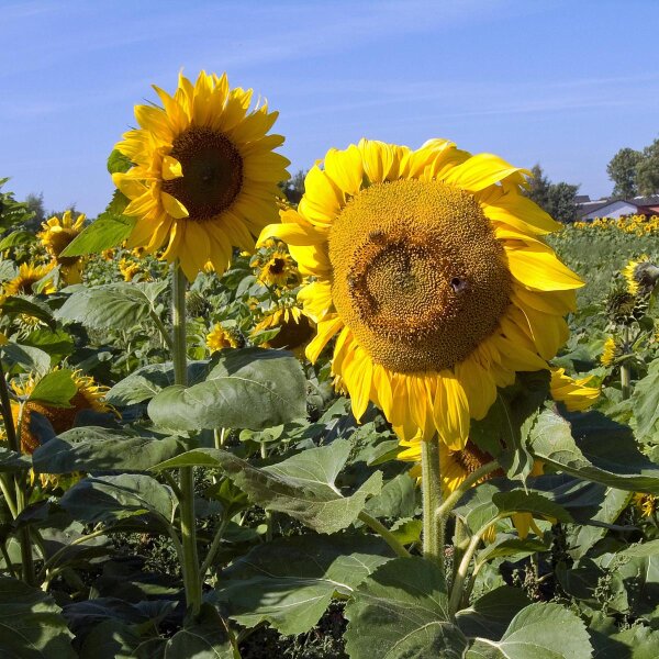 Sonnenblume (Helianthus annuus)