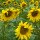 Sonnenblume (Helianthus annuus)