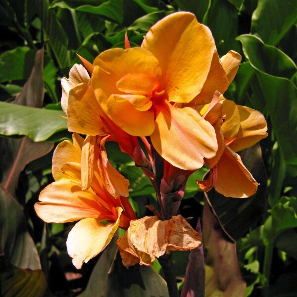 Indisches Blumenrohr (Canna indica) Samen