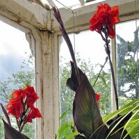 Indisches Blumenrohr (Canna indica) Samen