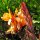 Indisches Blumenrohr (Canna indica) Samen