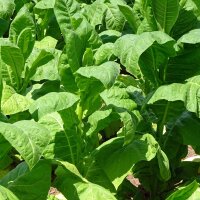 Havanna Tabak Havanna Dunkelrot (Nicotiana tabacum) Samen