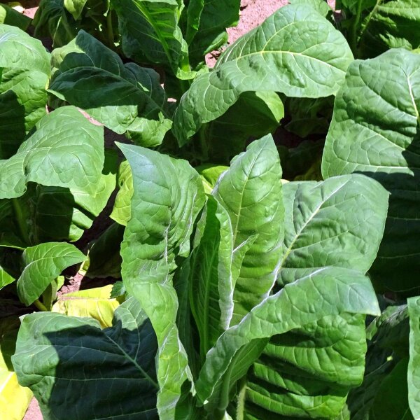 Perique-Tabak (Nicotiana tabacum) Samen