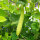 Armenische Gurke (Cucumis melo var. flexuosus) Samen
