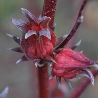 Roselle / Afrikanische Malve (Hibiscus sabdariffa)