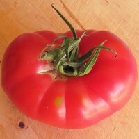 Tomate Berner Rose (Solanum lycopersicum) Bio Saatgut