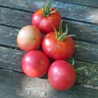 Tomate Berner Rose (Solanum lycopersicum) Bio Saatgut