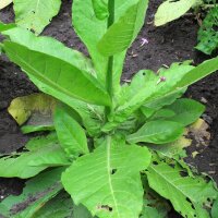 Waldtabak / Bergtabak (Nicotiana sylvestris) Samen