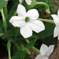 Waldtabak / Bergtabak (Nicotiana sylvestris) Samen