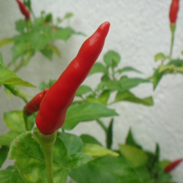 Chili Piri Piri (Capsicum frutescens) Samen