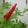 Chili Piri Piri (Capsicum frutescens) Samen