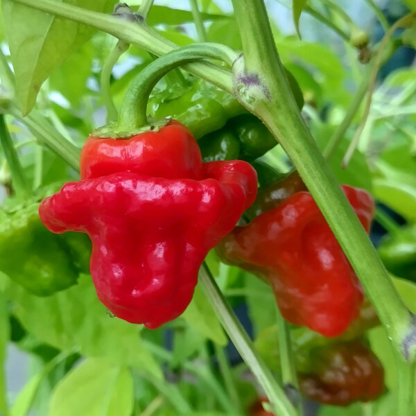 Chili Mini Bonnet Red (Capsicum annuum) Samen