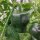 Mexikanischer Chili Chilhuacle Negro (Capsicum annuum) Samen