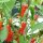 Chili Mazaroni (Capsicum annuum) Samen