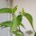 Wildchili Chacoense (Capsicum chacoense) Samen