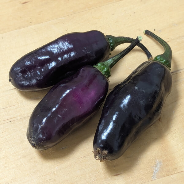 Violette Chili Pimenta Da Neyde (Capsicum chinense x annuum) Samen