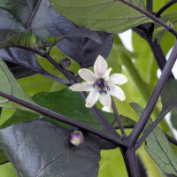 Violette Chili Pimenta Da Neyde (Capsicum chinense x annuum) Samen
