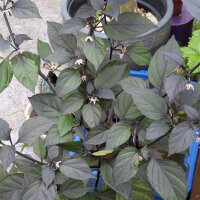 Violette Chili Pimenta Da Neyde (Capsicum chinense x annuum) Samen