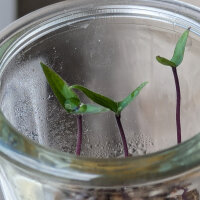 Violette Chili Pimenta Da Neyde (Capsicum chinense x annuum) Samen