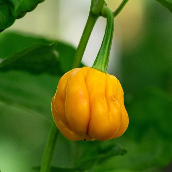 Honigfarbener Chili Habanero Mustard (Capsicum chinense) Samen