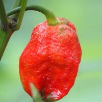 Chili Trinidad Scorpion Rot (Capsicum chinense) Samen