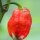Chili Trinidad Scorpion (Capsicum chinense) Samen