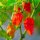 Extrem scharfe Chili Naga Morich (Capsicum chinense) Samen