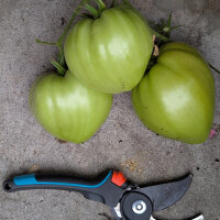 Turkmenische Fleischtomate Herz von Aschgabat / Serdtse Ashkhabada (Solanum lycopersicum) Samen