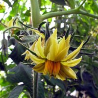 Fleischtomate Persimmon (Solanum lycopersicum) Samen