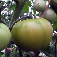 Fleischtomate Persimmon (Solanum lycopersicum)