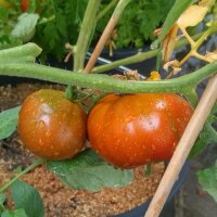Tomate Black Pear (Solanum lycopersicum) Samen