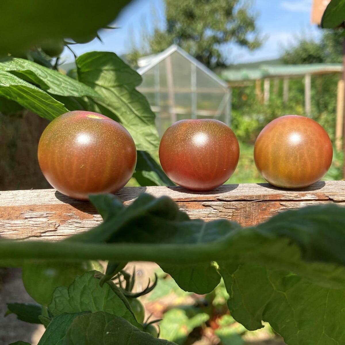 Polnische Kirschtomate 'Pokusa' Samen – 10 Stück, Samenfest, Intensiver Geschmack, Ertragreich